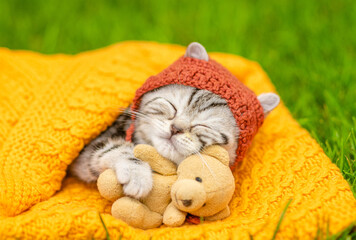 Poster - Cute kitten wearing warm hat hugs favorite toy bear and sleeps on plaid on green summer grass