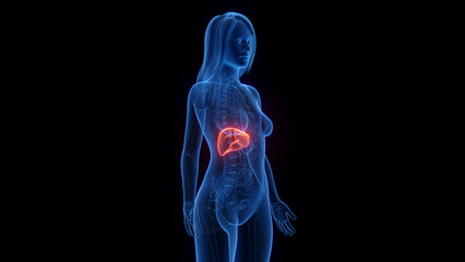 3d rendered medical illustration of a woman's liver