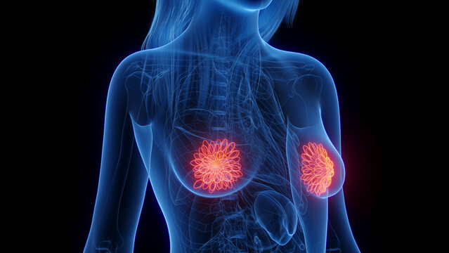 3d rendered medical illustration of a woman's mammary glands