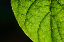 Green Leaf Of Natural Plant
