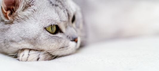 Wall Mural - Close-up of a cat's muzzle. Scottish cat with green eyes.