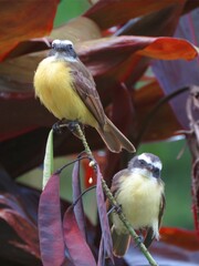 Canvas Print - Vertical closeup shot of two Great kiskadee birds standing on a branch of a tree