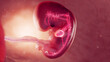 3d rendered medical illustration of cardiovascular system of 8 week old embryo