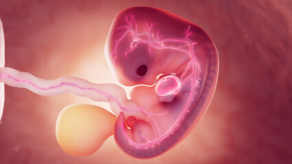 Wall Mural - 3d rendered medical illustration of cardiovascular system of 7 week old embryo