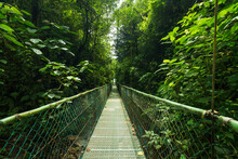 Suspension Bridge In Green Jungle