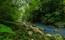 Small Creek Between Tropical Trees