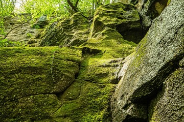 Poster - Beautiful shot of a green forest during the day