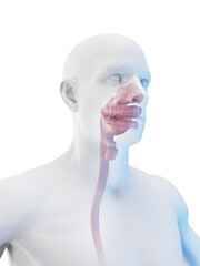 Wall Mural - 3d rendered medical illustration of the mouth and upper airway
