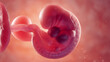 3d rendered medical illustration of a developing embryo in the womb