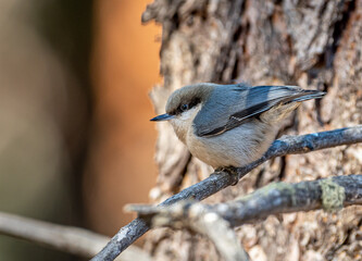 pygmy nuthatch facing left on branch in colorado forest