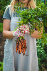 Poster - Farmer woman harvests carrots in the garden. Selective focus.