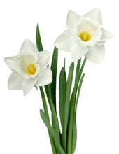 The Spring Cute White Daffodils