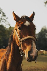 Sticker - Portrait of a big brown horse outdoors in the field