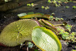Die Blätter der Riesenseerose (Victoria cruziana) in einem gerade abgelassenen Becken.
