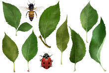 Wildlife Bee, Ladybug And Green Leaves Set. Garden, Forest, Nature Collection