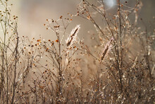 Winter Garden Dried Flowers With Golden Light, Bokeh And Spider Webs