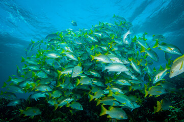 Wall Mural - School of tropical fishes on coral reef at Bonaire Island in the Caribbean Sea
