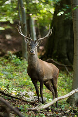 Wall Mural - red deer, cervus elaphus, looking to the camera in forest in vertical shot. stag standing in fresh w