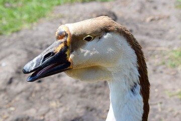 Wall Mural - Portrait of a brown goose with a black beak