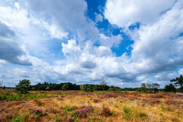 Canvas Print - Tongerense heide