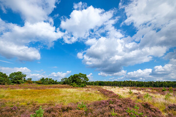 Canvas Print - Tongerense heide