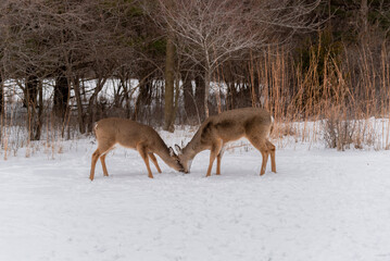 urban white-tailed deer fighting over an apple in january in wisconsin