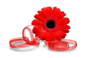 Poster - Red Pretty flower with ribbon isolated on white