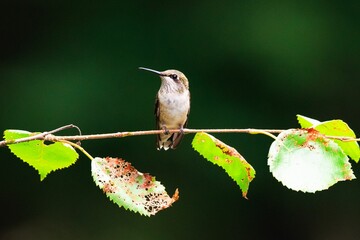 Poster - Closeup of a hummingbird, Archilochus colubris standing on a thin tree branch