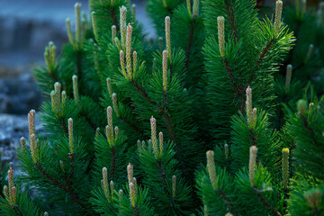 Wall Mural - pine branch close-up