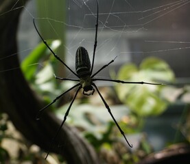 Sticker - Closeup of a huge black spider with its web on a blurred background