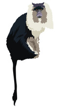 Lion-Tailed Macaque Monkey Illustration