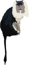 Lion Tailed Macaque Monkey Illustration Vector