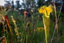 Carnivorous Pale Pitcher Plant, Big Thicket National Preserve, Texas. 