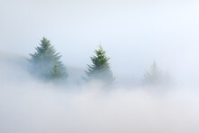 Trees In Fog, Marin County, California (high-key Rendition)