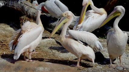 Canvas Print - Closeup shot of a flock of pelicans on the coast of a lake