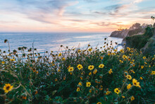 A Coastal Landscape With Wildflowers And Cliffs In Spring. Santa Barbara, California, USA.