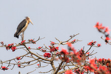 Lesser Adjutant (Leptoptilos Javanicus) Perched On Flowering Silk-cotton Tree (Bombax Ceiba). Nepal.