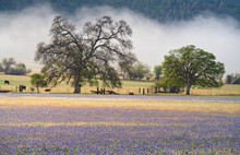 Oak Trees And Lupine Wildflower Field In Morning Fog, Central Valley, California.