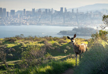 A Deer With Alcatraz Island And The San Francisco Skyline Behind.