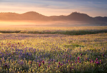 A Photo Of The 2022 Wildflower Bloom In The Central Valley Of California. 