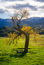 Oak Trees With Rolling Hills And Snowy Mountains, California.