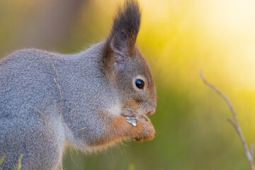 Wall Mural - Squirrel and seed