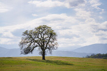A Majestic Oak Tree, Central Valley, California.