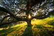 © Tandem Stock - An oak tree bathed in evening light, Marin County, California.