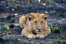 A Lion Cub Resting In A Charred Area From A Recent Bush Fire In Kafue National Park In Zambia.
