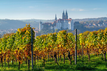 Canvas Print - Blick über herbstliche Weinberge auf die Stadt Meissen in Sachsen, Deutschland - view over autumn vineyards to the city of Meissen in Saxony