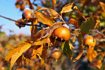 Canvas Print - Mispel am Baum im Herbst - common medlar on tree in autumn