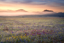 A Photo Of The 2022 Wildflower Bloom In The Central Valley Of California. 