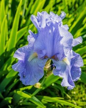 Vertical Top View Shot Of A Purple Bearded Iris In A Garden On A Sunny Day