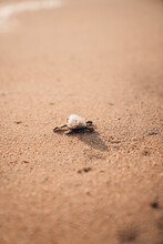 Baja California Sur, Mexico - A Baby Sea Turtle With Foam On Its Back Walking To The Ocean For The First Time
